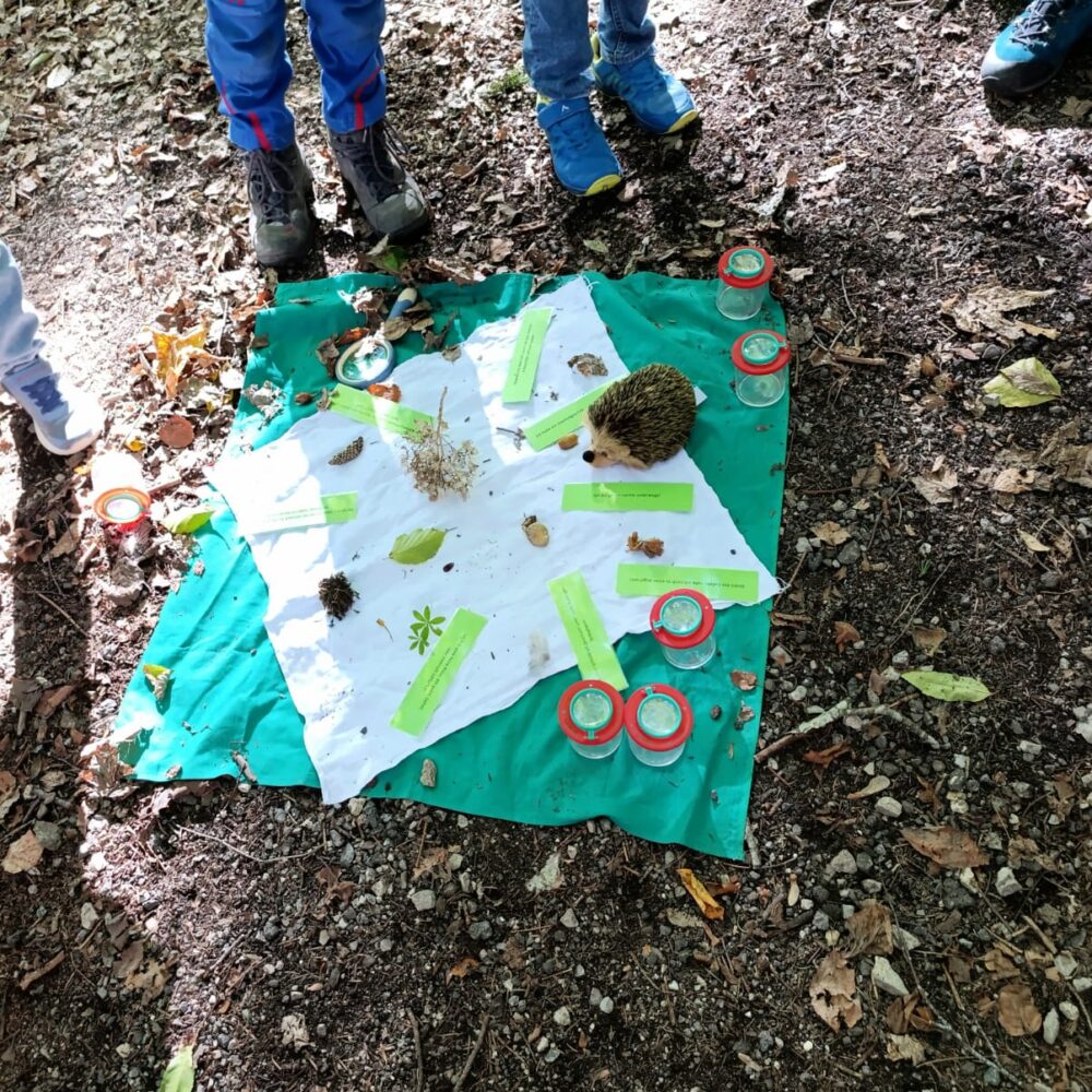 Waldtag der ersten Klasse
